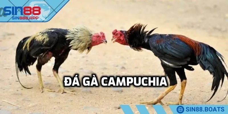 Thông tin về chủ đề đá gà campuchia