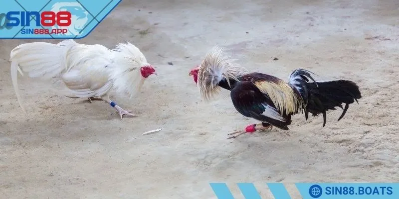 Phân biệt đá gà cựa dao, cựa sắt